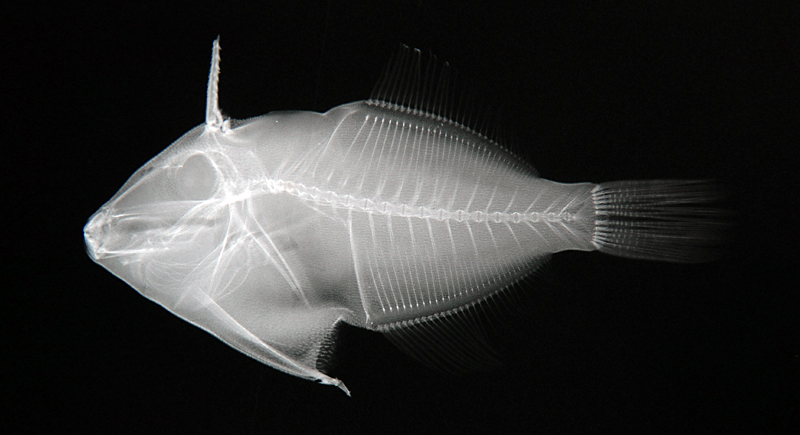 Thamnaconus modestus (Günther, 1877)